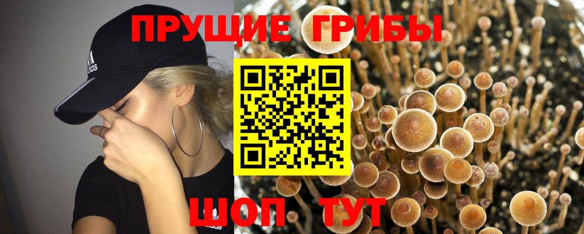 Псилоцибиновые грибы Psilocybe Лосино-Петровский